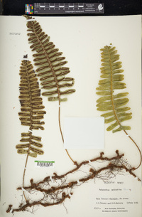 Polypodium pellucidum image