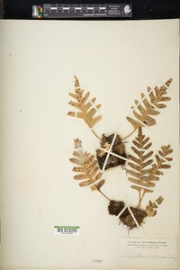 Polypodium pellucidum image