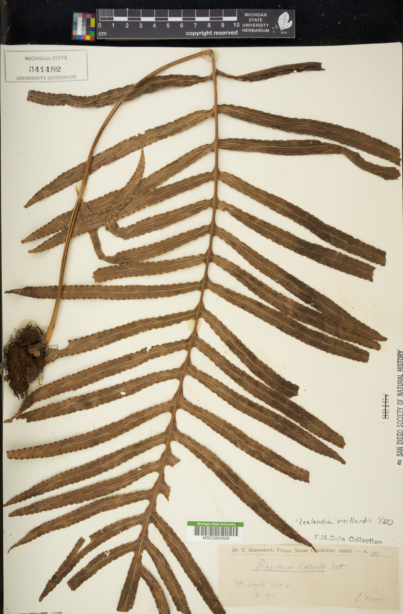Zealandia vieillardii image