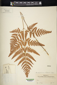 Parapolystichum rufescens image