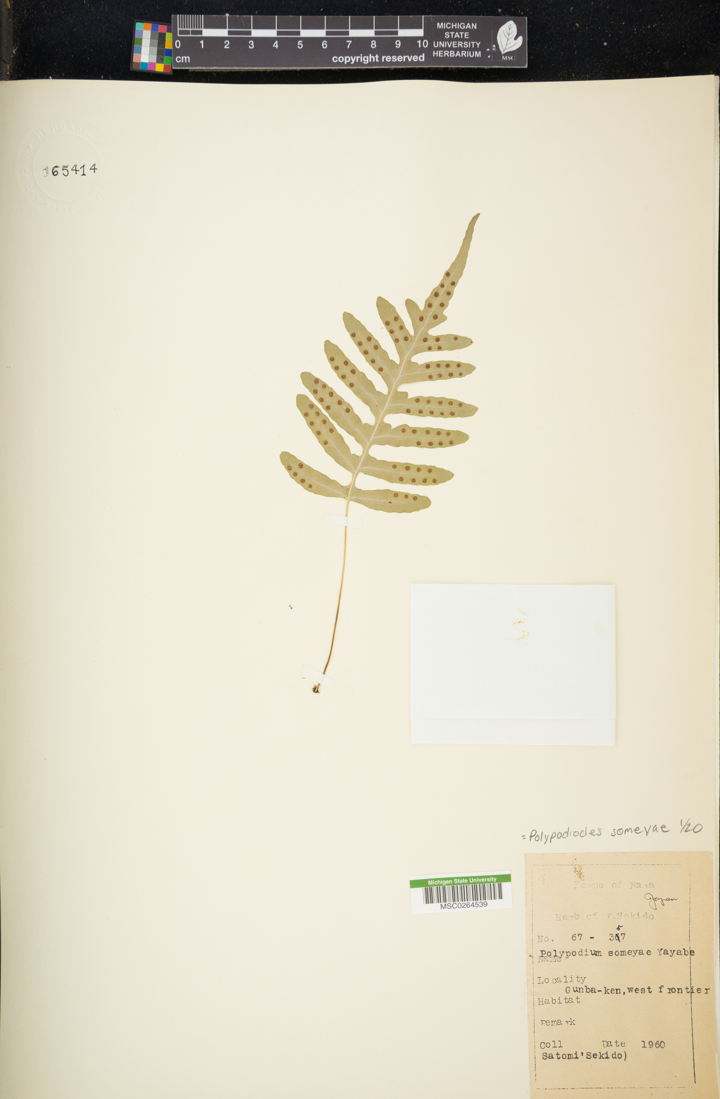 Polypodiodes someyae image