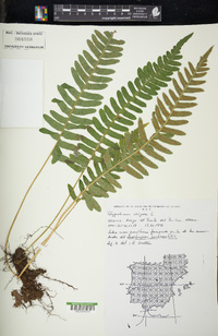 Polypodium vulgare image