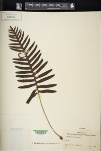 Polypodium vulgare image