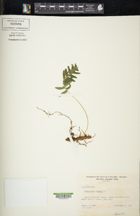 Polypodium vulgare image