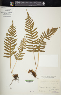 Polypodium vulgare image