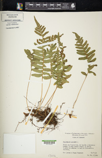 Polypodium vulgare image