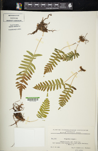 Polypodium vulgare image