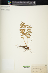 Polypodium vulgare image