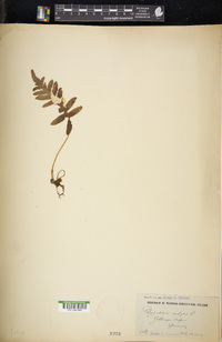 Polypodium vulgare image