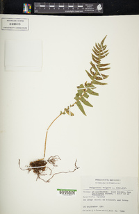 Polypodium vulgare image