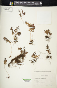 Polypodium vulgare image