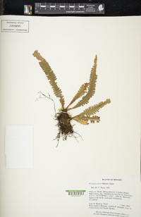 Prosaptia alata image