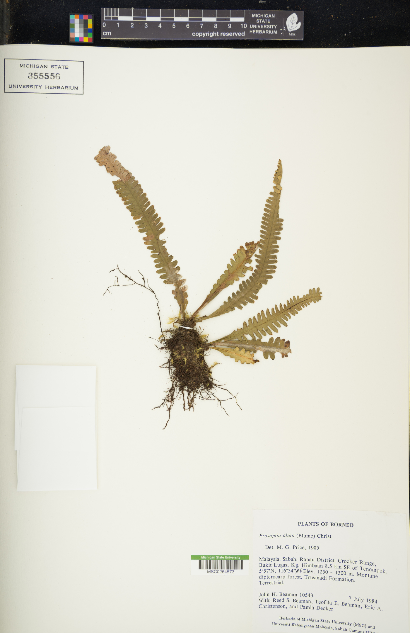Prosaptia alata image