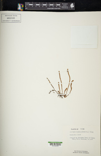 Pyrrosia linearifolia image