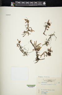 Pyrrosia linearifolia image