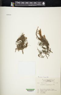 Pyrrosia linearifolia image