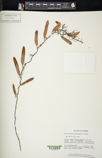 Pyrrosia longifolia image
