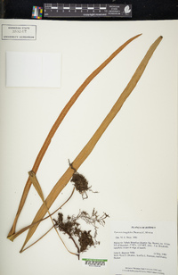 Pyrrosia longifolia image
