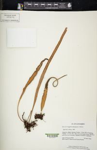 Pyrrosia longifolia image