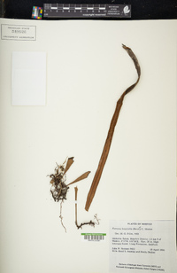 Pyrrosia longifolia image
