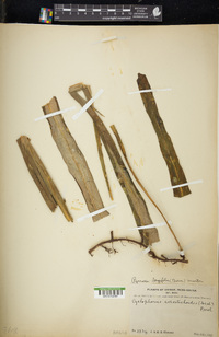 Pyrrosia longifolia image