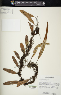 Pyrrosia lanceolata image