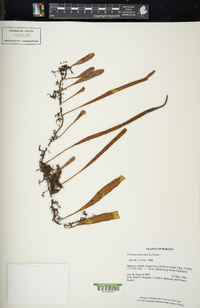 Pyrrosia lanceolata image