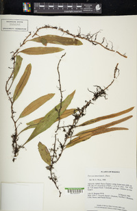 Pyrrosia lanceolata image