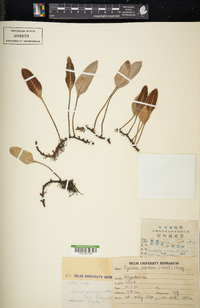 Pyrrosia petiolosa image