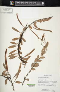 Pyrrosia piloselloides image