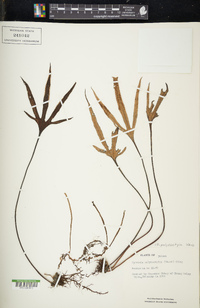 Pyrrosia polydactyla image