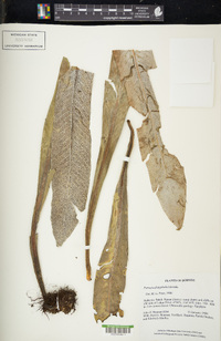 Pyrrosia platyphylla image