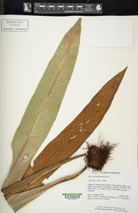 Pyrrosia platyphylla image