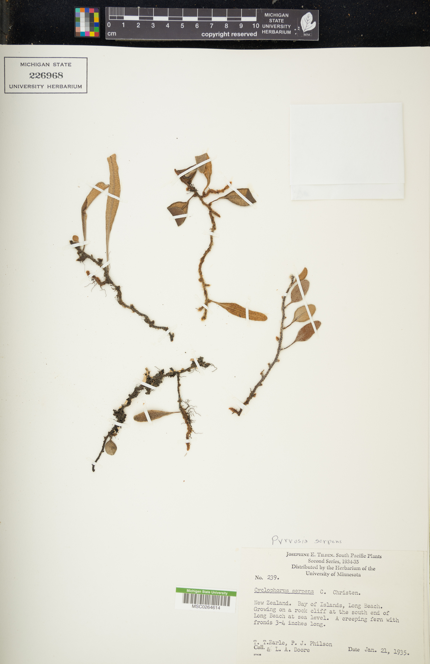 Pyrrosia serpens image