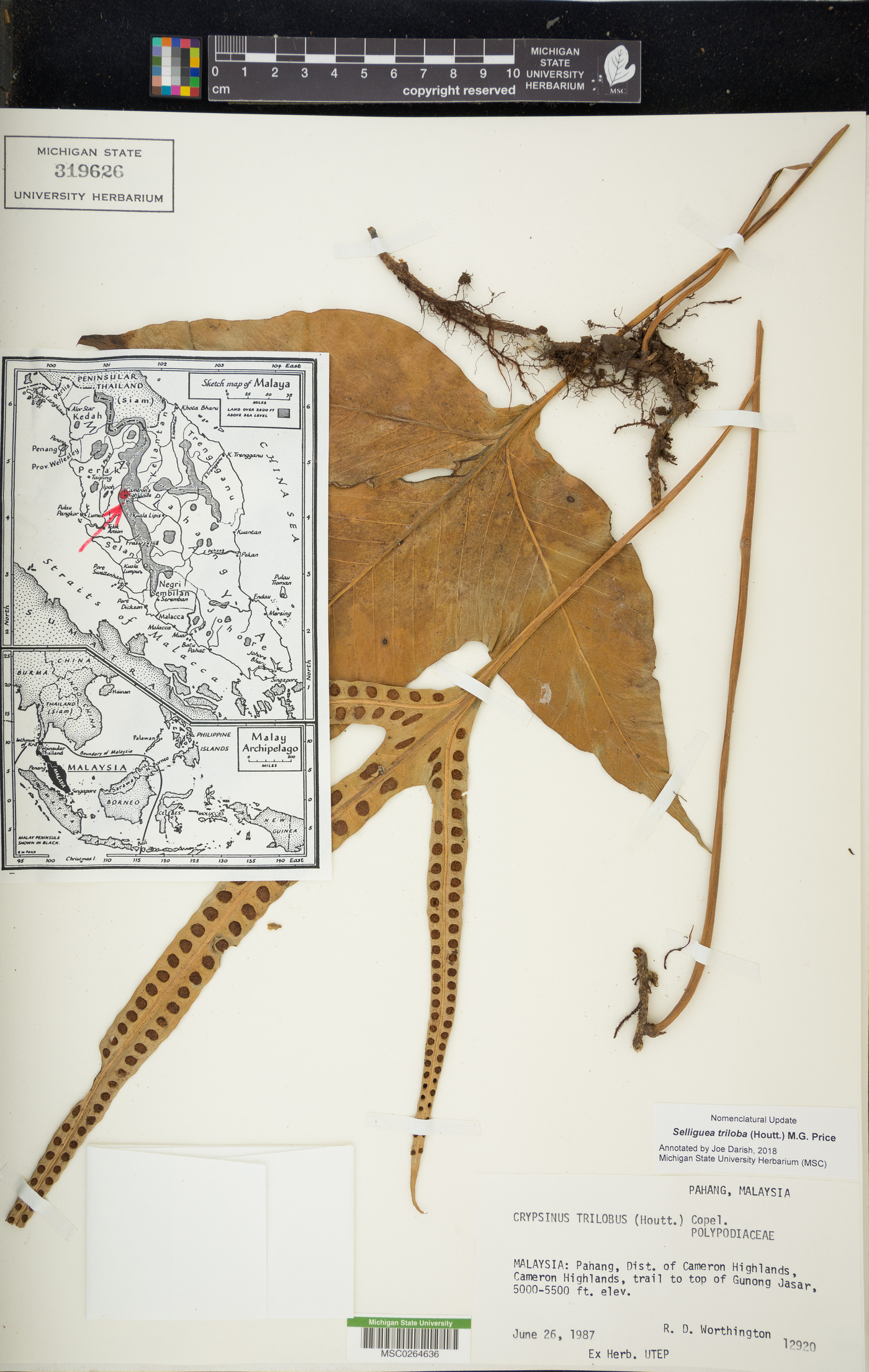 Selliguea triloba image