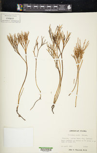 Psilotum nudum image