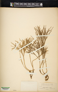 Psilotum nudum image