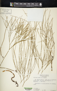 Psilotum nudum image