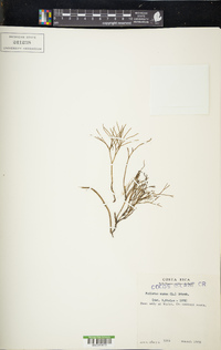 Psilotum nudum image