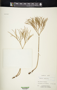 Psilotum nudum image