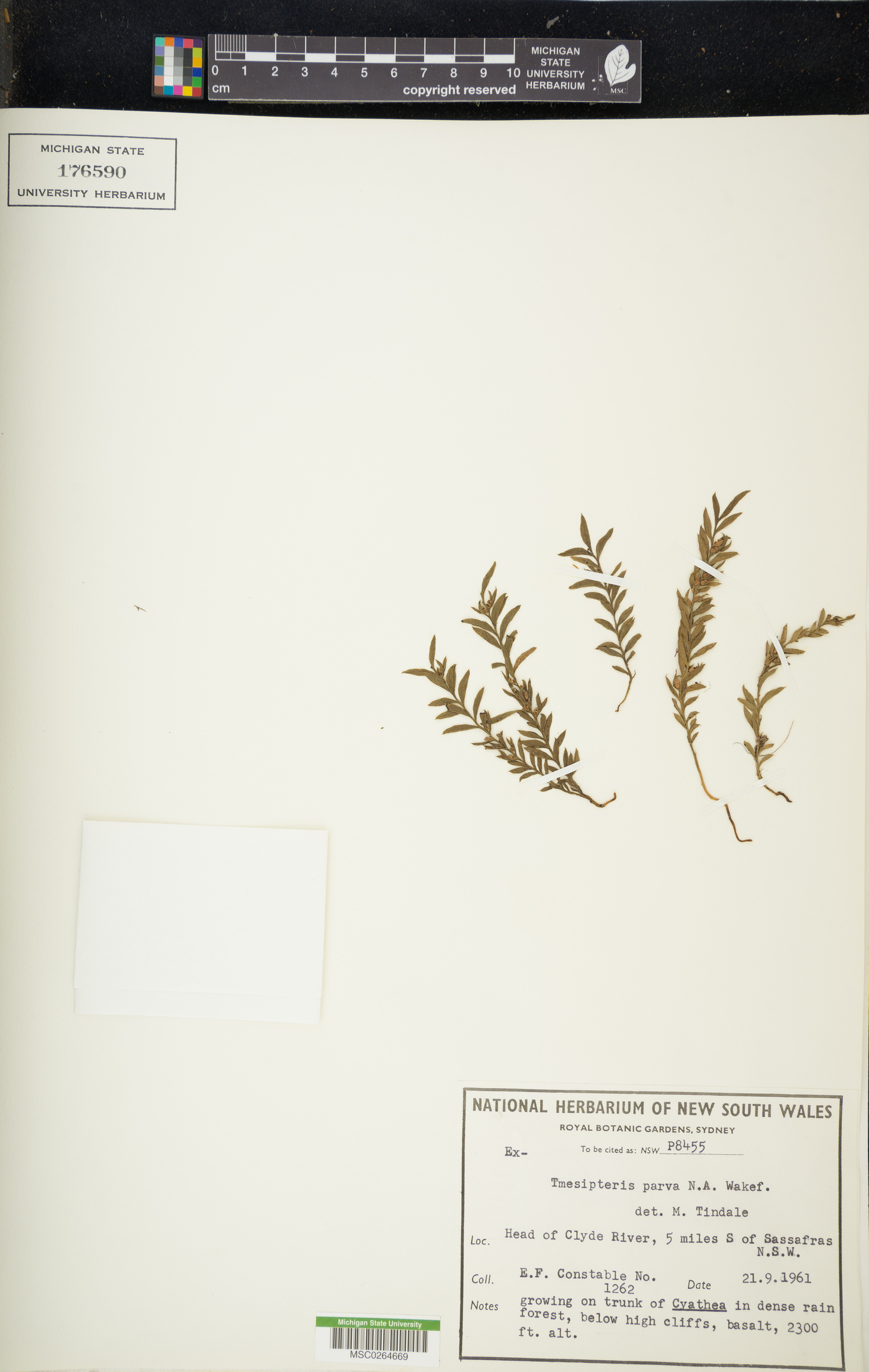 Tmesipteris parva image