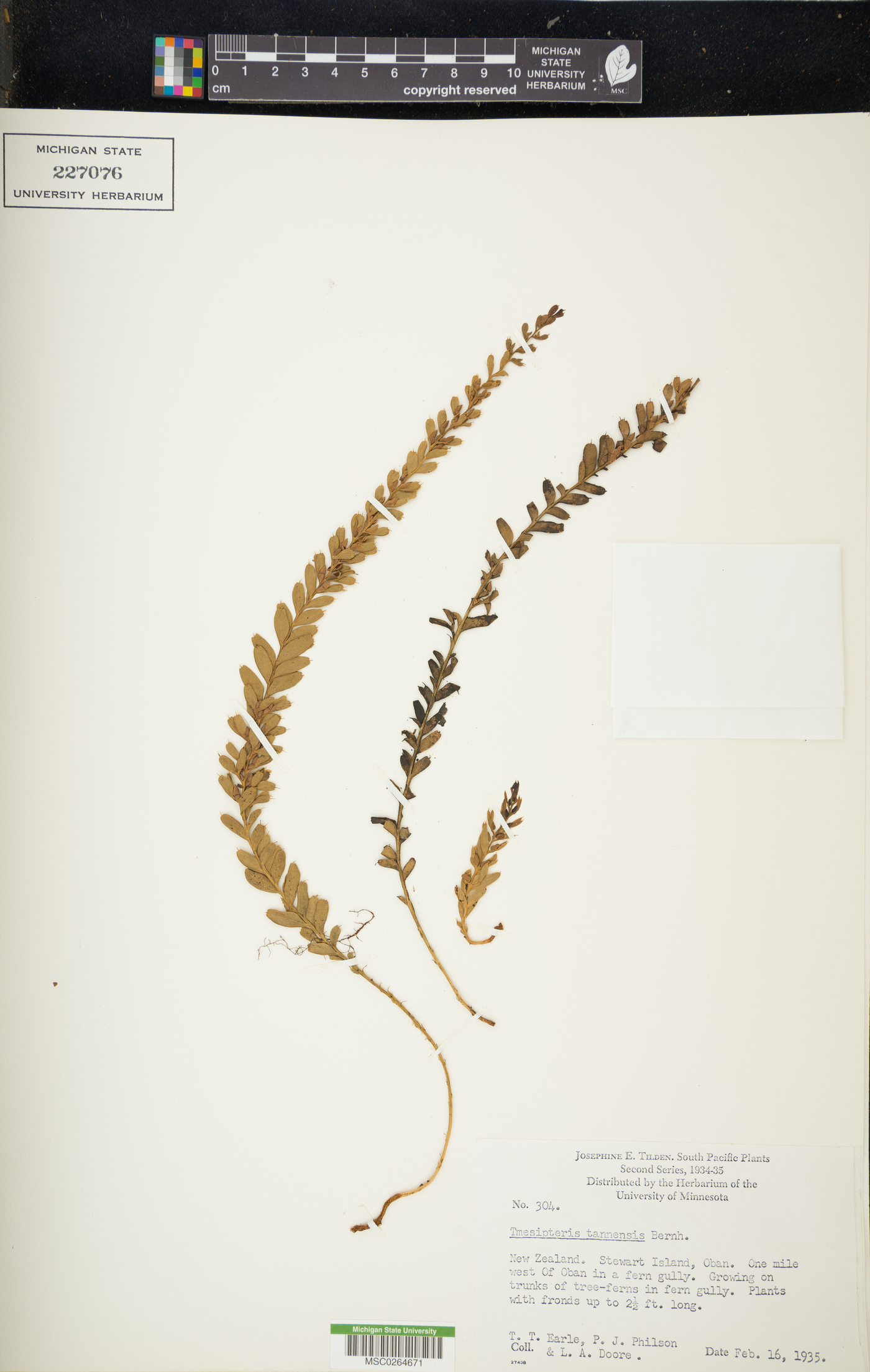 Tmesipteris tannensis image