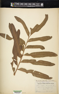 Acrostichum danaeifolium image