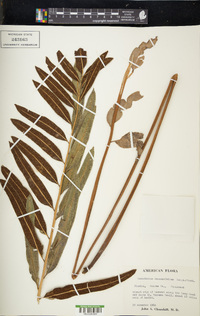 Acrostichum danaeifolium image