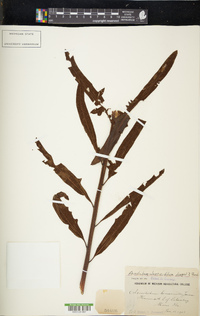 Acrostichum danaeifolium image