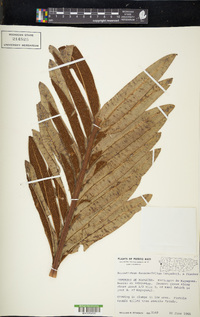 Acrostichum danaeifolium image