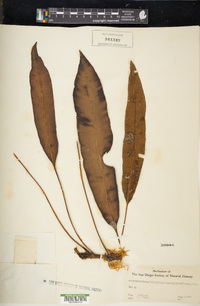 Elaphoglossum conforme image