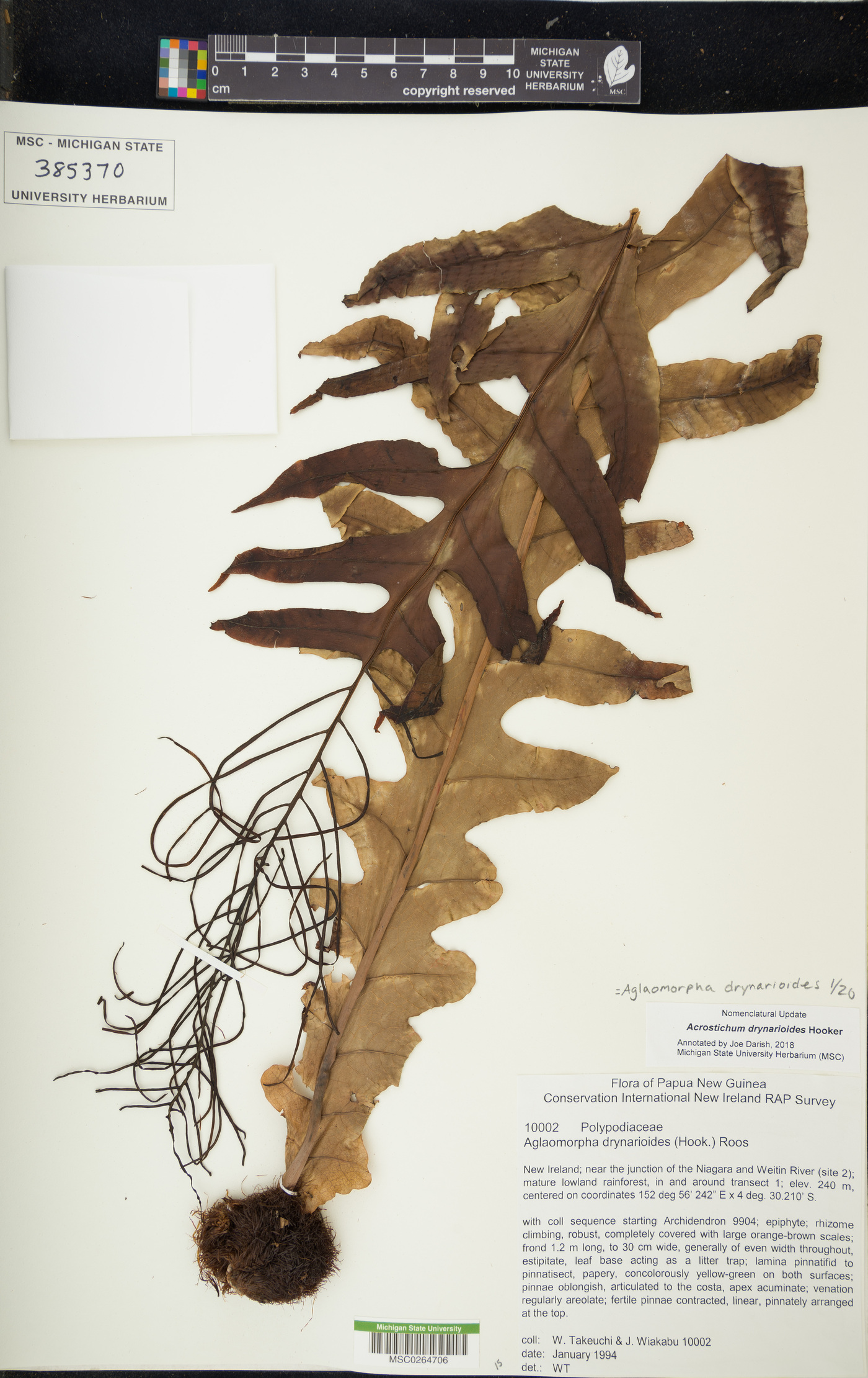 Aglaomorpha drynarioides image