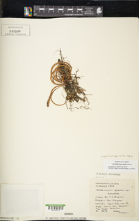 Lepisorus spicatus image