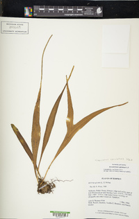 Lepisorus spicatus image